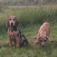 Redmon - Special $50, a male American Leopard Hound for sale in Granton, WI – Photo 6 of 9