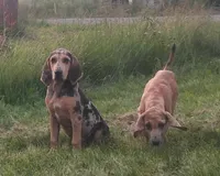 Redmon, a male American Leopard Hound for sale in Granton, WI – Photo 6 of 9