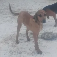 Redmon - Special $50, a male American Leopard Hound for sale in Granton, WI – Photo 3 of 9