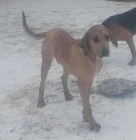 Redmon, a male American Leopard Hound for sale in Granton, WI – Photo 3 of 9
