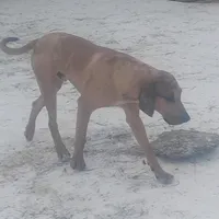 Redmon - Special $50, a male American Leopard Hound for sale in Granton, WI – Photo 2 of 9