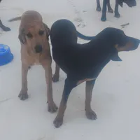 Redmon - Special $50, a male American Leopard Hound for sale in Granton, WI – Photo 5 of 9