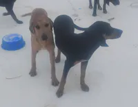 Redmon, a male American Leopard Hound for sale in Granton, WI – Photo 5 of 9