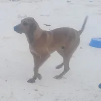 Redmon - Special $50, a male American Leopard Hound for sale in Granton, WI – Photo 9 of 9