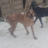 Redmon - Special $50, a male American Leopard Hound for sale in Granton, WI – Photo 7 of 9