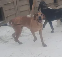 Redmon, a male American Leopard Hound for sale in Granton, WI – Photo 7 of 9