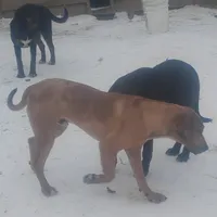 Redmon - Special $50, a male American Leopard Hound for sale in Granton, WI – Photo 4 of 9