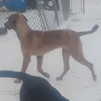 Redmon - Special $50, a male American Leopard Hound for sale in Granton, WI – Photo 8 of 9