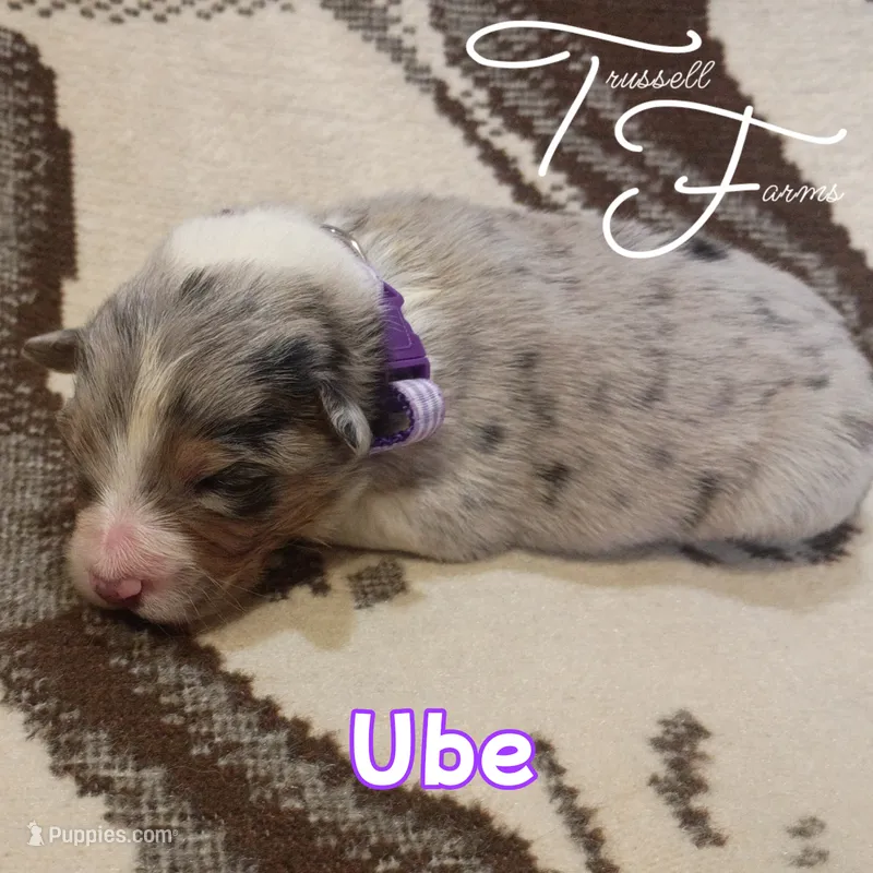 Ube – Australian Shepherd puppy for sale in Independence, OR