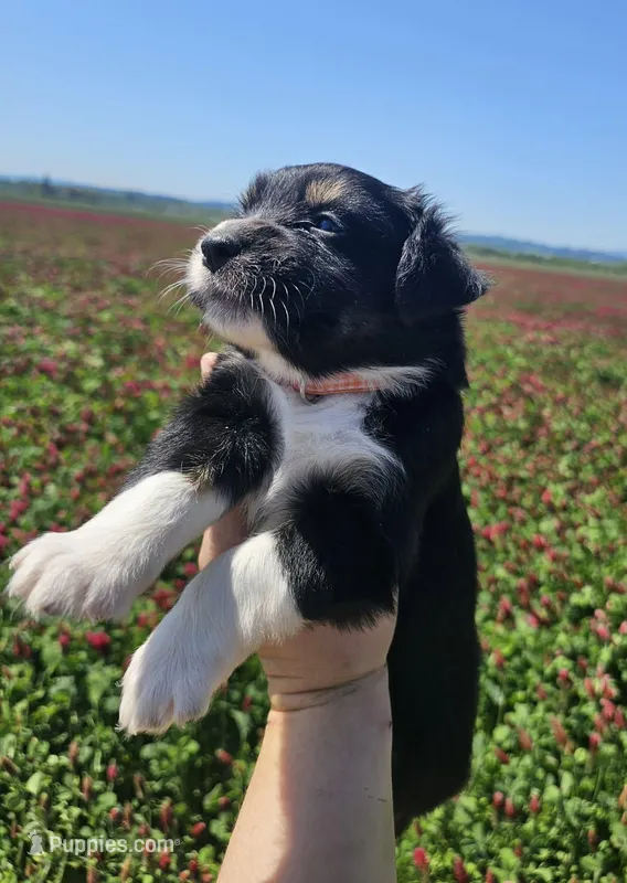 Sonny – Australian Shepherd puppy for sale in Independence, OR