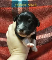 Sonny, a male Australian Shepherd for sale in Independence, OR – Photo 1 of 2