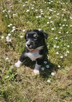 Sonny, a male Australian Shepherd for sale in Independence, OR – 3 of 5