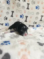 Sonny, a male Australian Shepherd for sale in Independence, OR – Photo 2 of 2