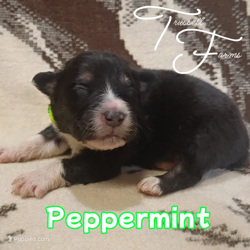Peppermint  – Australian Shepherd puppy for sale in Independence, OR