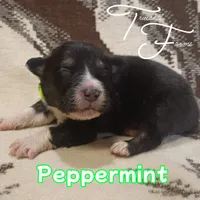 Peppermint , a male Australian Shepherd for sale in Independence, OR – 1 of 2