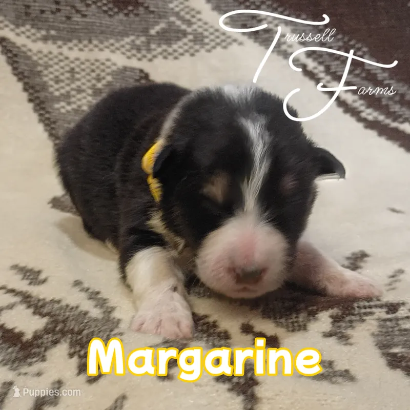 Margarine – Australian Shepherd puppy for sale in Independence, OR