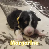 Margarine, a female Australian Shepherd for sale in Independence, OR – 1 of 3
