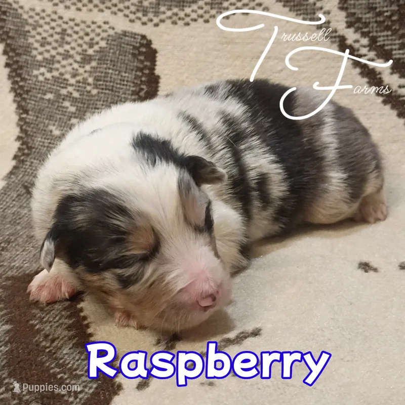 Raspberry  – Australian Shepherd puppy for sale in Independence, OR