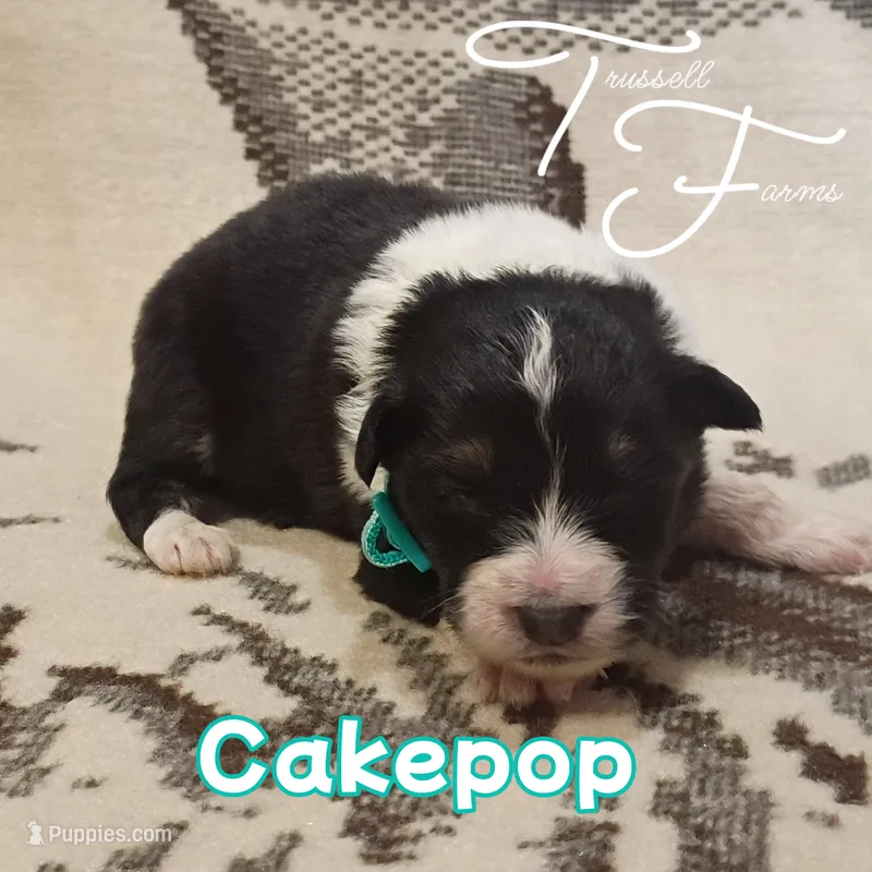 Cake pop  – Australian Shepherd puppy for sale in Independence, OR