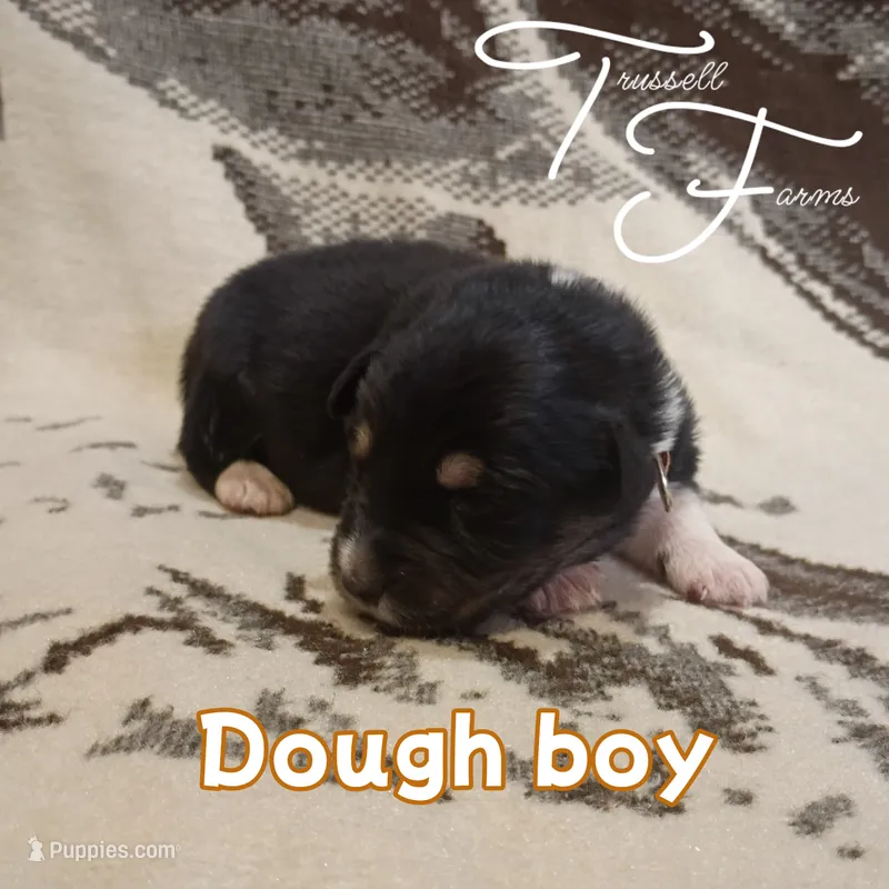 Dough boy – Australian Shepherd puppy for sale in Independence, OR