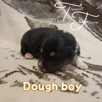 Dough boy, a male Australian Shepherd for sale in Independence, OR – 1 of 2