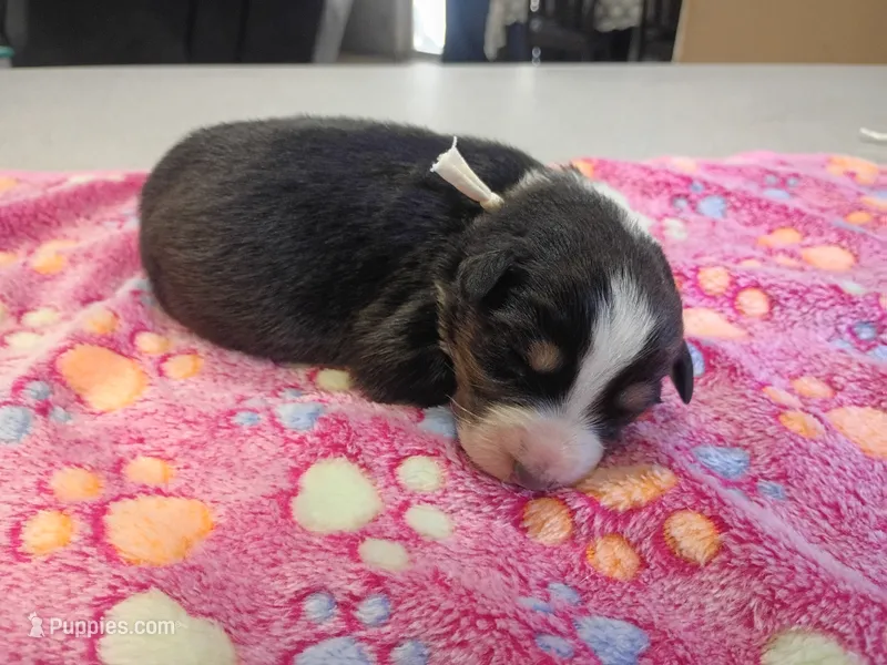 White Female – Australian Shepherd puppy for sale in Independence, OR
