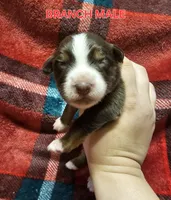 Branch, a male Australian Shepherd for sale in Independence, OR – Photo 1 of 2