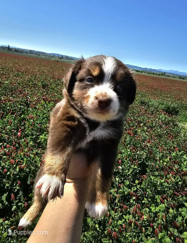 Branch – Australian Shepherd puppy for sale in Independence, OR