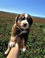 Branch, a male Australian Shepherd for sale in Independence, OR – 2 of 5