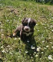Branch, a male Australian Shepherd for sale in Independence, OR – 3 of 5