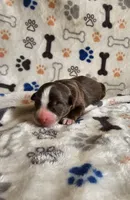 Branch, a male Australian Shepherd for sale in Independence, OR – Photo 2 of 2