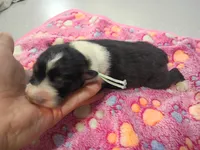 Teal Female, a female Australian Shepherd for sale in Independence, OR – 1 of 2