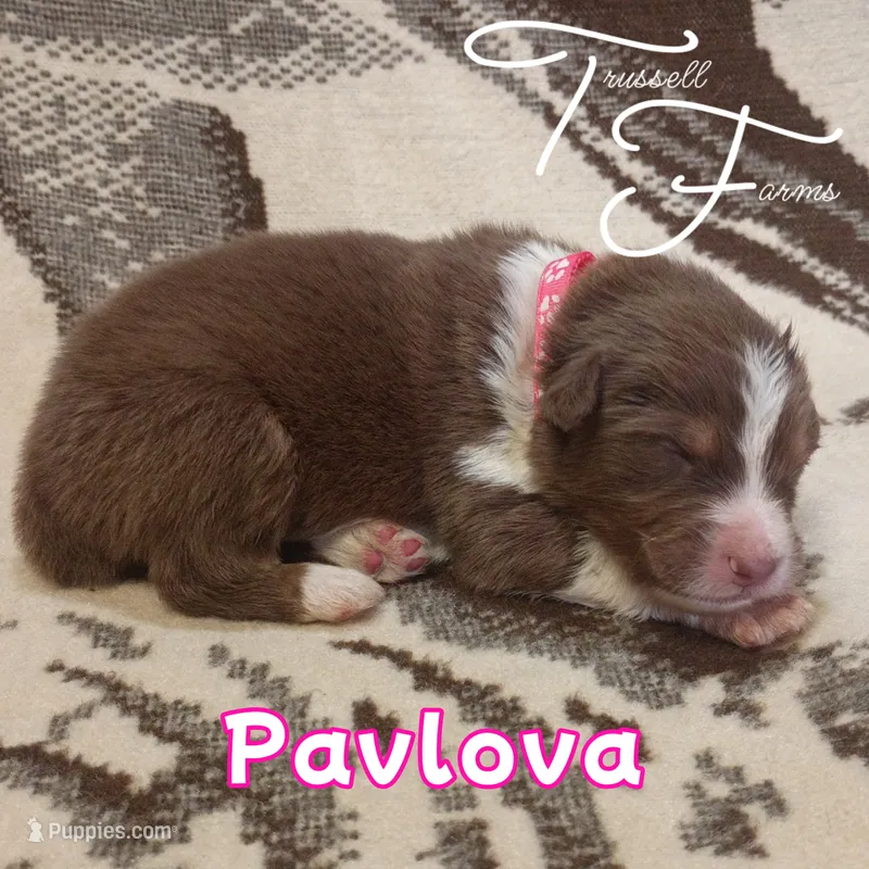 Pavlova – Australian Shepherd puppy for sale in Independence, OR