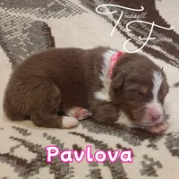 Pavlova, a male Australian Shepherd for sale in Independence, OR – 1 of 2