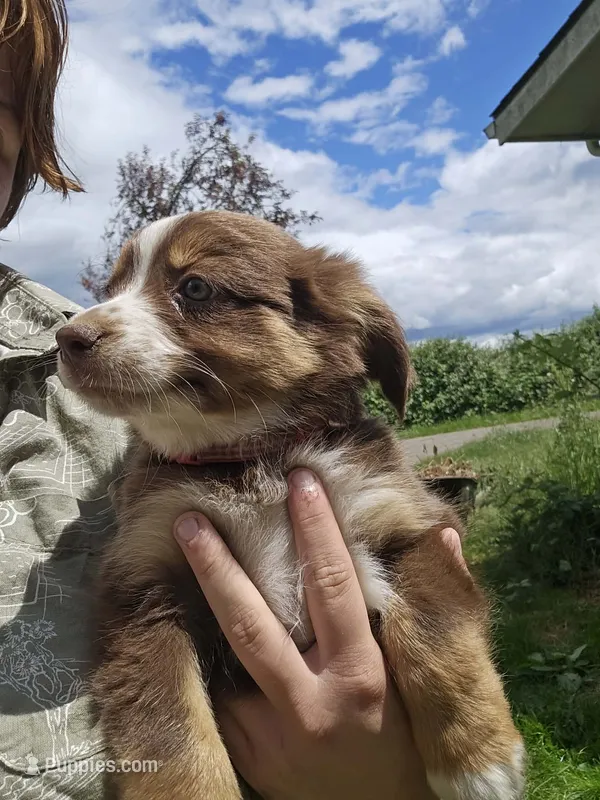 Branch – Australian Shepherd puppy on hold in Independence, OR