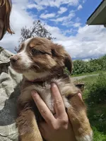 Branch, a male Australian Shepherd for sale in Independence, OR – 1 of 5