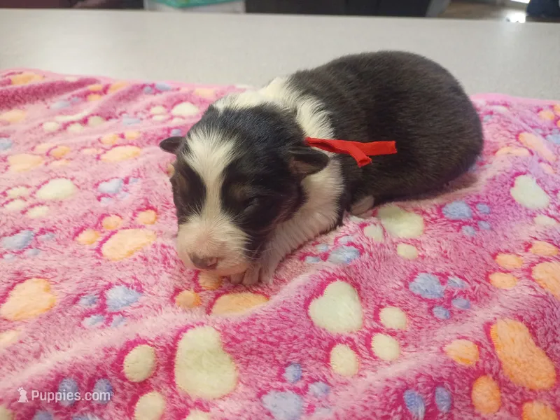 Red girl  – Australian Shepherd puppy for sale in Independence, OR