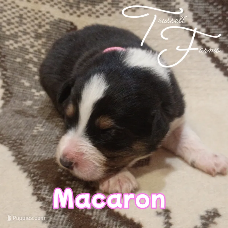 Macaron – Australian Shepherd puppy for sale in Independence, OR
