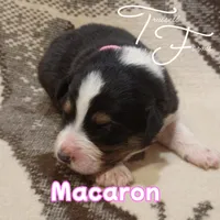 Macaron, a female Australian Shepherd for sale in Independence, OR – 1 of 3