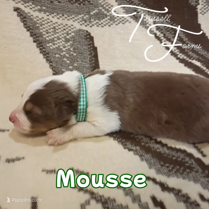 Mousse – Australian Shepherd puppy for sale in Independence, OR