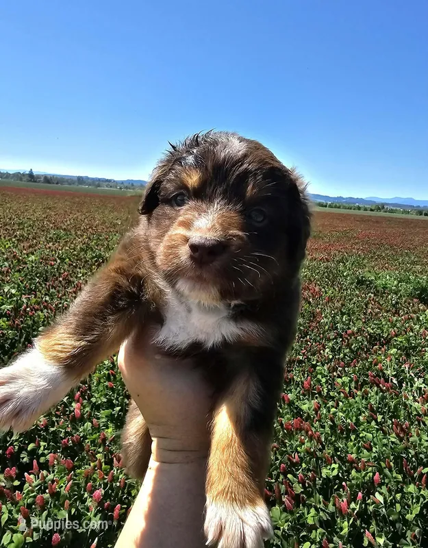 Forest – Australian Shepherd puppy for sale in Independence, OR