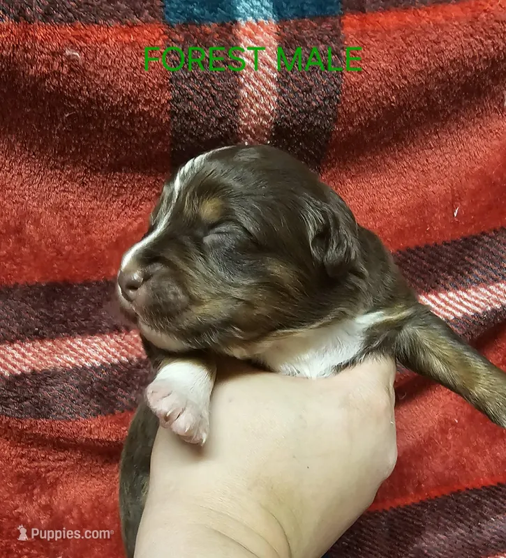 Forest – Australian Shepherd puppy for sale in Independence, OR