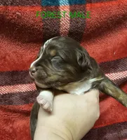 Forest, a male Australian Shepherd for sale in Independence, OR – Photo 1 of 2