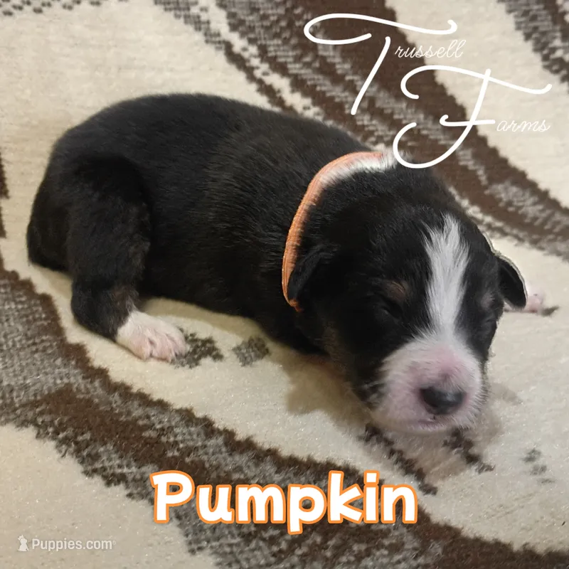 Pumpkin  – Australian Shepherd puppy for sale in Independence, OR
