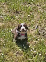 Cherry, a female Australian Shepherd for sale in Independence, OR – 3 of 5