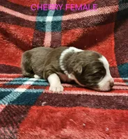 Cherry, a female Australian Shepherd for sale in Independence, OR – Photo 2 of 2