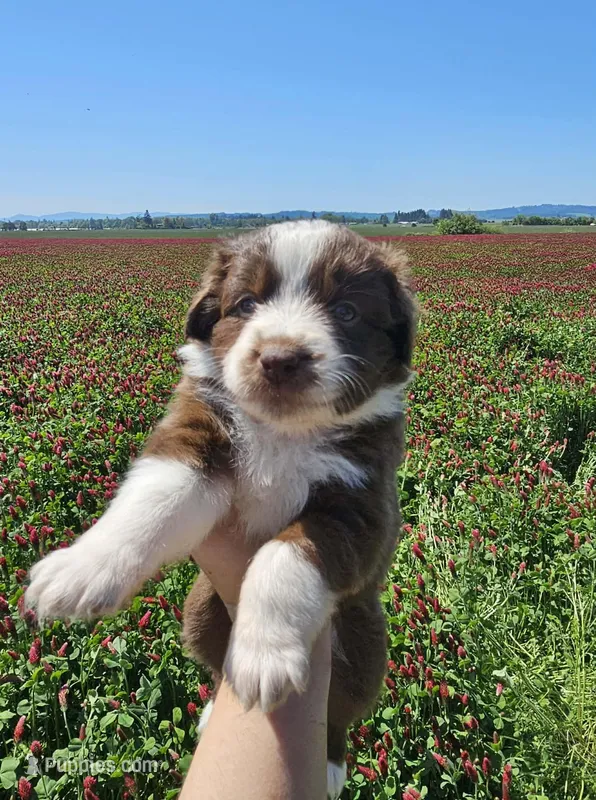 Cherry – Australian Shepherd puppy for sale in Independence, OR