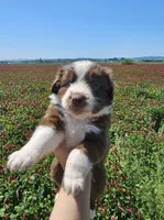 Cherry, a female Australian Shepherd for sale in Independence, OR – 2 of 5
