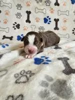 Cherry, a female Australian Shepherd for sale in Independence, OR – Photo 1 of 2