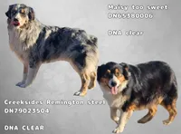 Light pink female, a female Australian Shepherd for sale in Independence, OR – 2 of 2